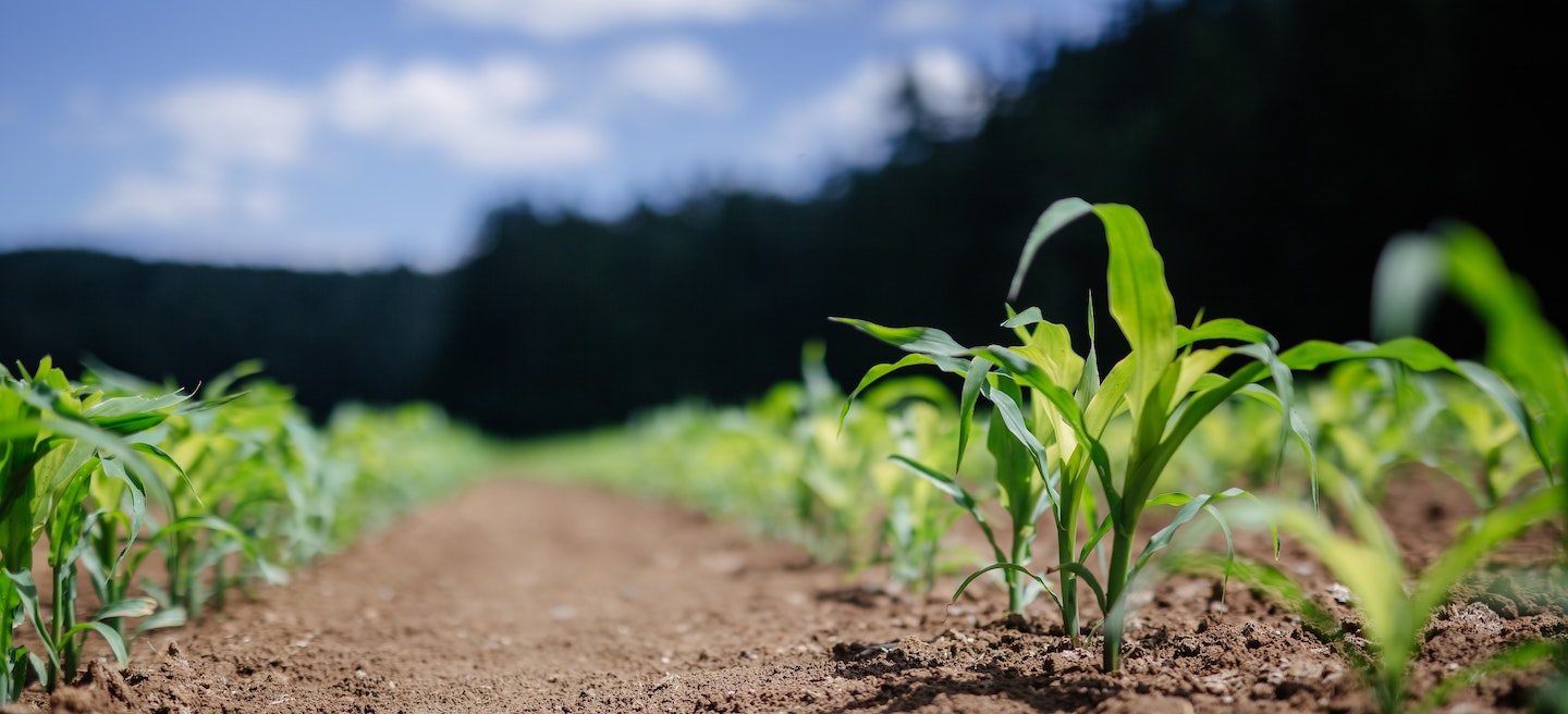 markt-food-en-beverage-veld-mais-planten-1440x656.jpg