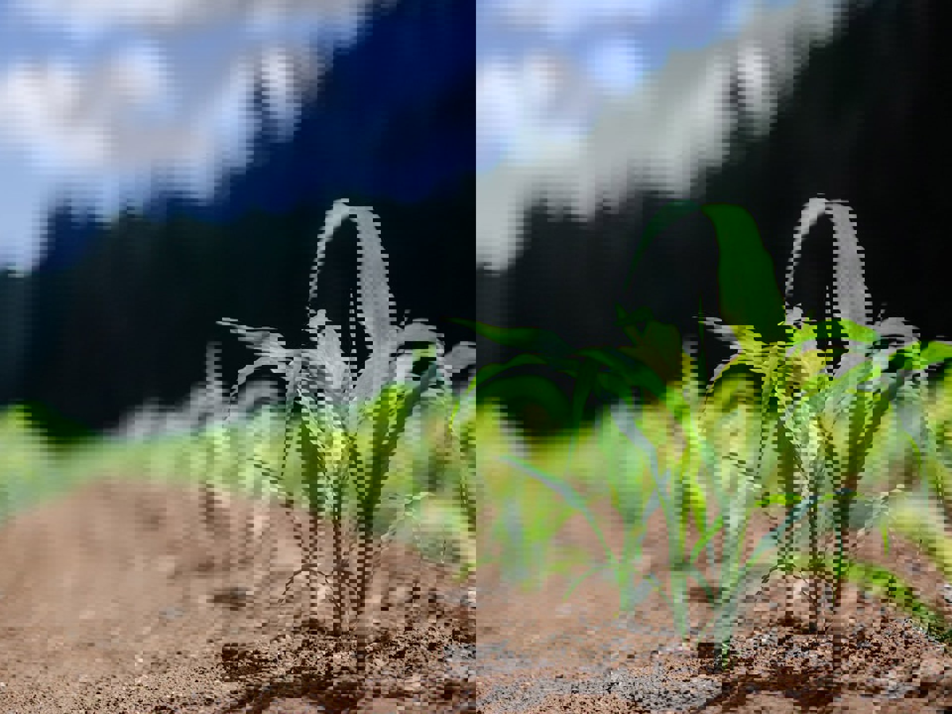 markt-food-en-beverage-veld-mais-planten-1440x656.jpg